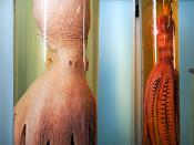 museo giacomo doria genua 7-2019 7790